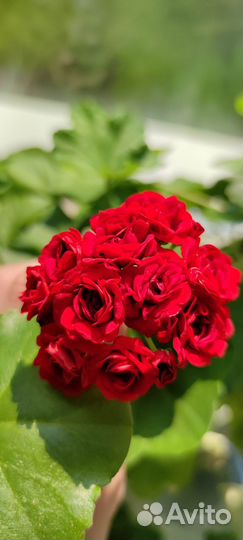 Пеларгония сортовая