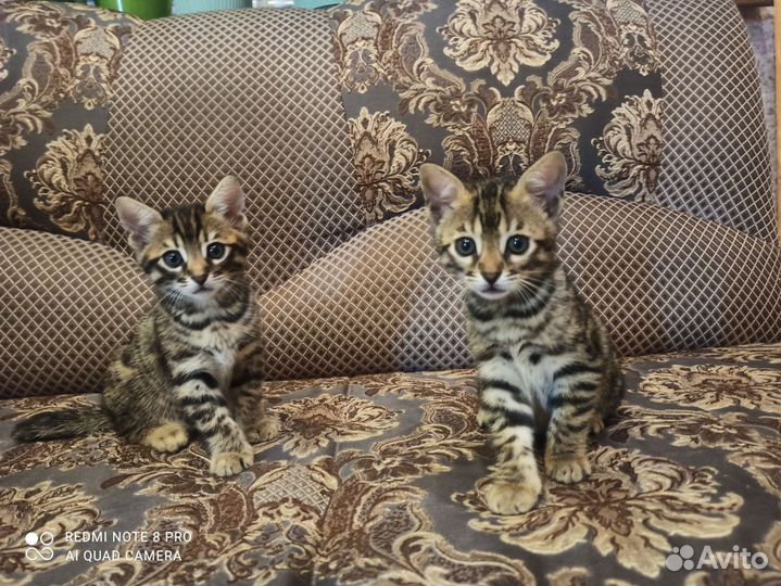 Бенгальская кошка