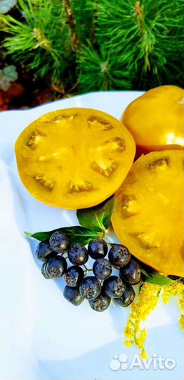 Семена сортовых томатов