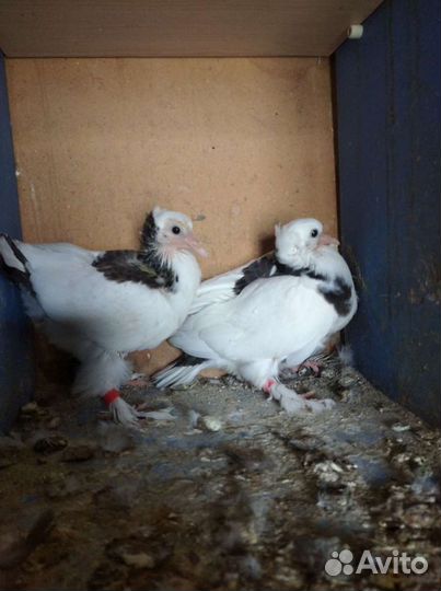 Голуби бойные