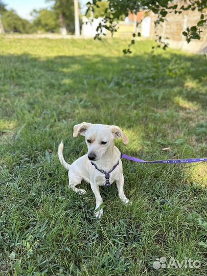 Маленькая собачка в добрые руки