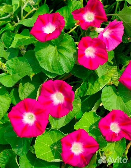 Ипомея Скарлет О'хара 0,5 гр