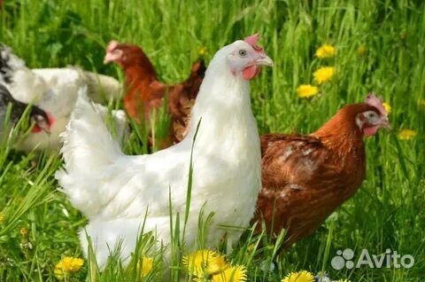 Кур-молодок.кур-несушек. Доставка