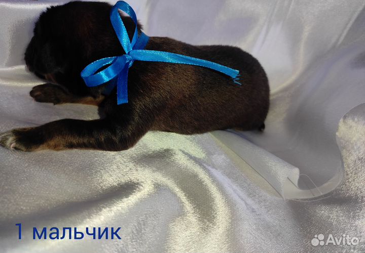 Щенята Мастифята