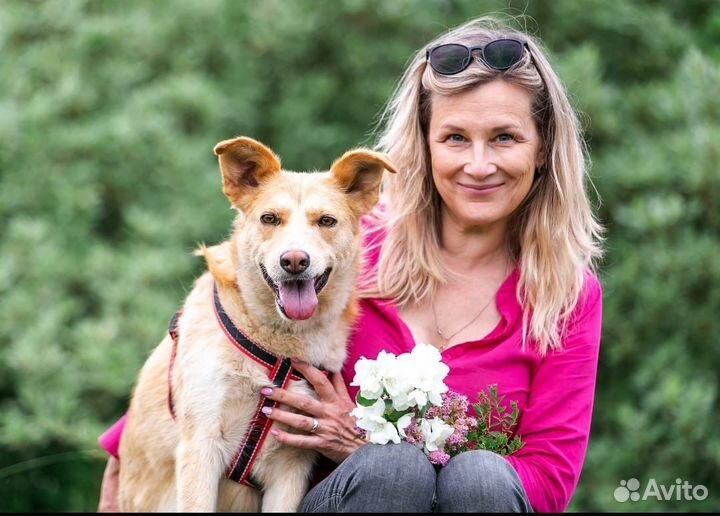 Собака в добрые руки