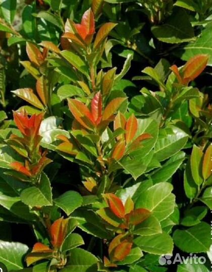 Лавровишня Этна, опт