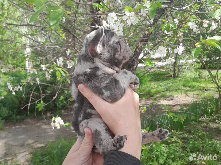 Французский бульдог мини