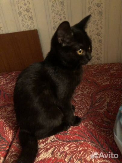Котёнок