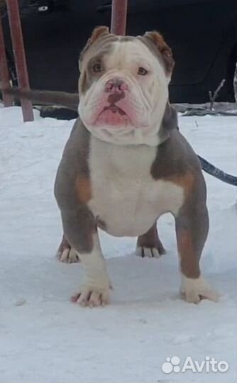 Шикарный Булли. Вязка