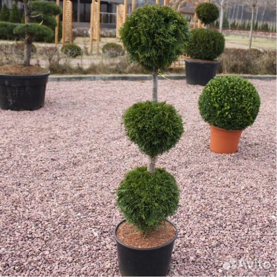 Туя Смарагд Шар