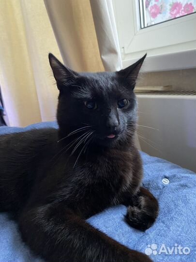 Отдам кота в добрые руки