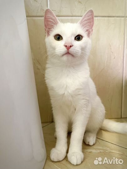 Отдам котенка