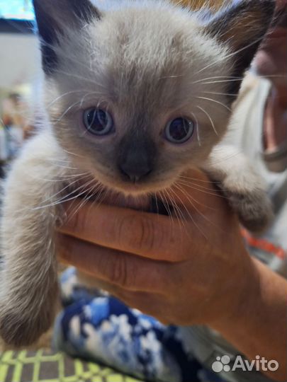 Котята.отец таец