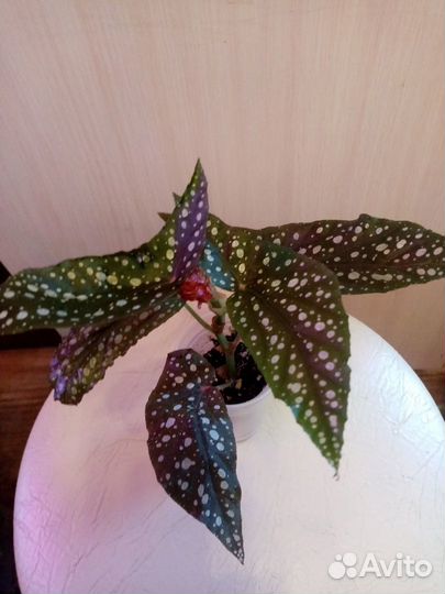 Кампанула, Бегонии