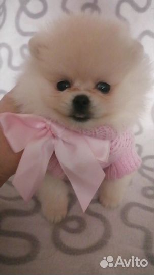 Шпицы малыши