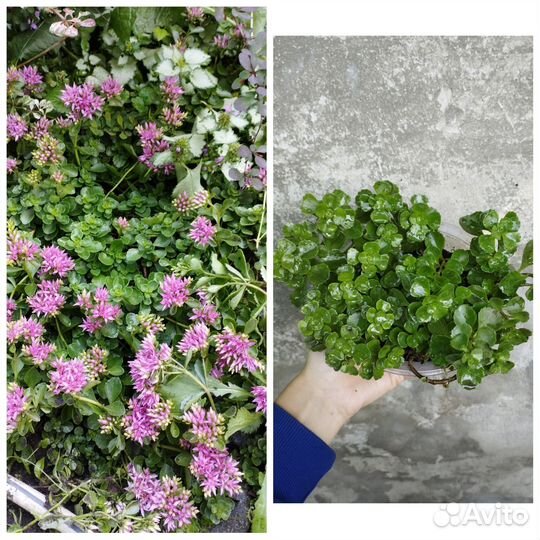 Растения для сада