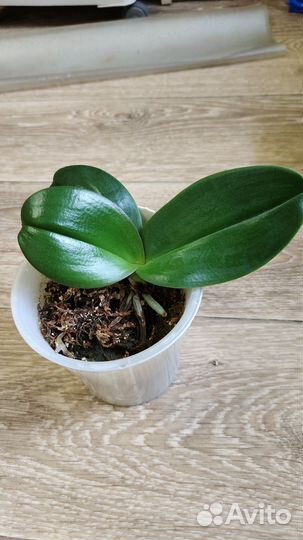 Орхидея фаленопсис