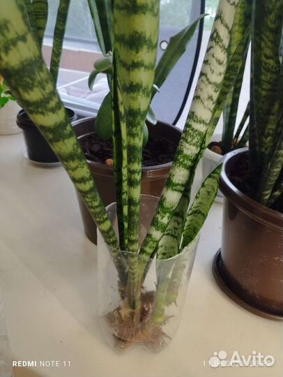 Сансевиерия росток