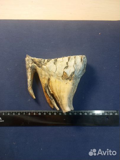 Зуб мамонта