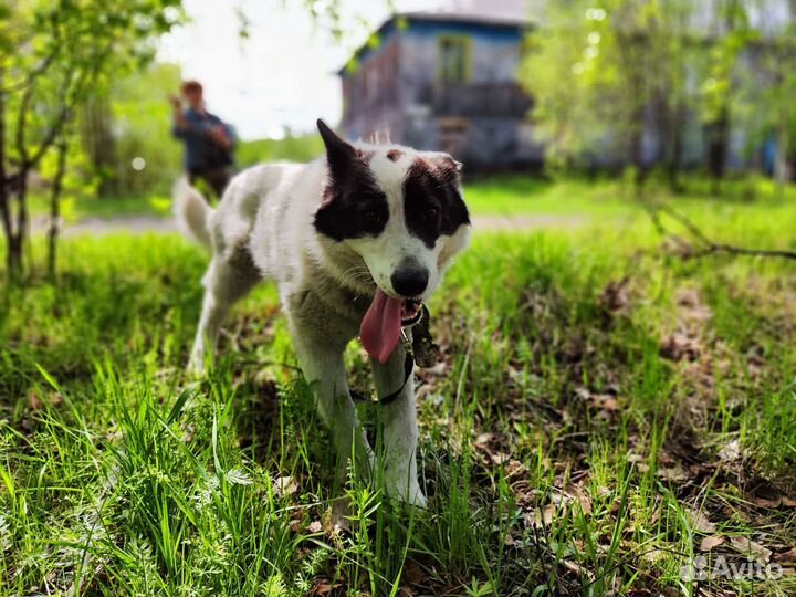 Собака в добрые руки