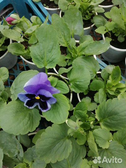 Бархатцы, Петунья, Агератум, Колеусы