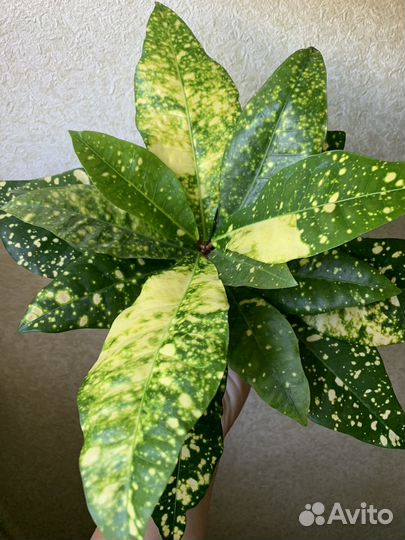 Кротон Golden King