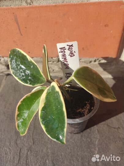 Зигокактус, сингониум, монстера, алоказия Комнат