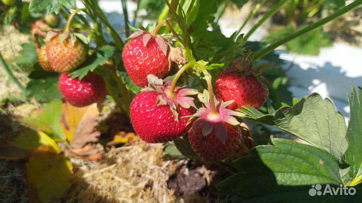 Сортовая рассада клубники