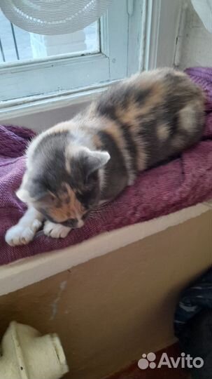 Девочка потеряшка