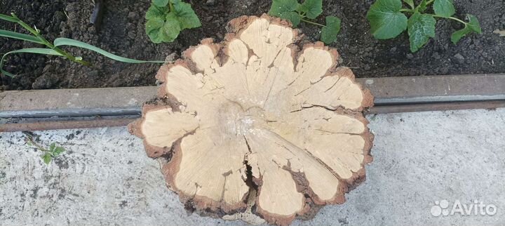 Спил берёза клён