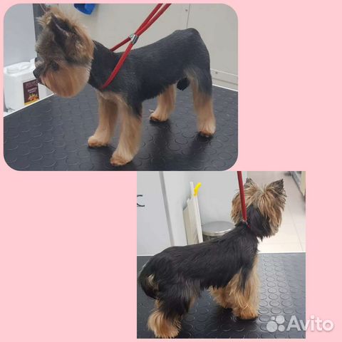 Груминг (стрижка) собак, только с выездом на дом