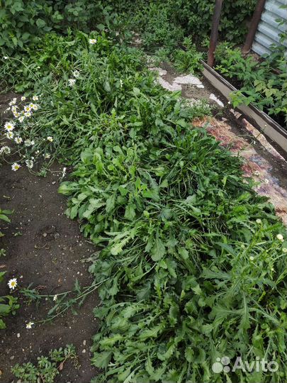 Ромашка садовая многолетняя