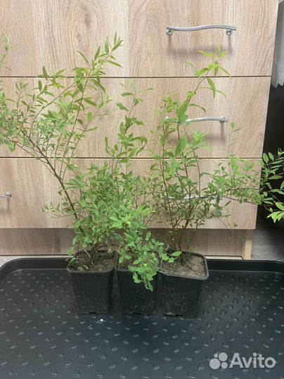 Спирея Серая Невеста (Грефшейм)