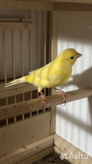 Кенары певчий