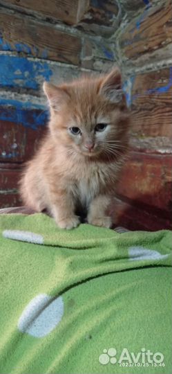 Кот. Молодой