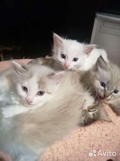 Котята белые и серо-белые, разные. Есть сиамская