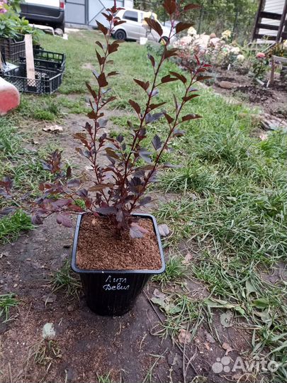 Пузыреплодник калинолистный 