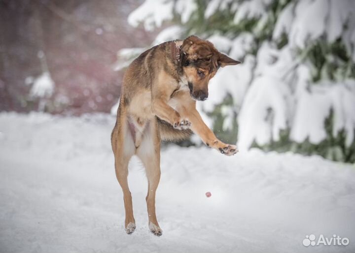 Собака в добрые руки