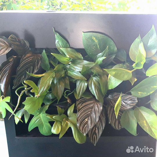 Фитостены для живых растений с автополивом