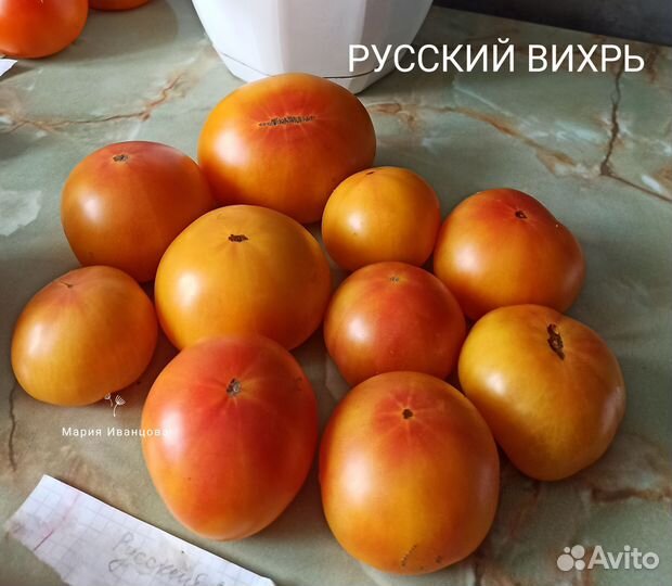 Семена томатов гномы