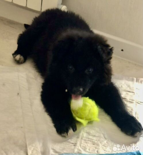 Крупный пушистый маркус