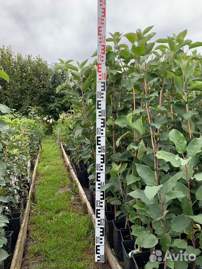 Саженцы яблони, выращенные в горшках