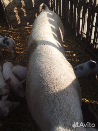 Свиноматка см-1