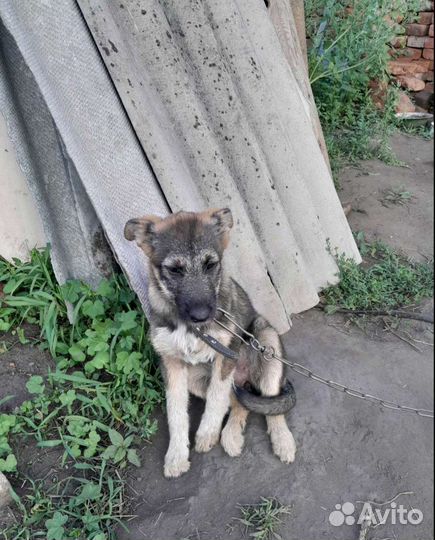 Щенок в добрые руки бесплатно