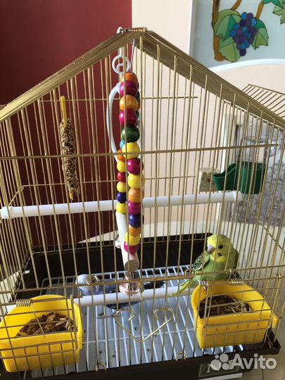 Волнистые молодые попугайчики пара