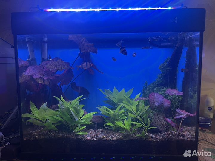 Аквариум с рыбками