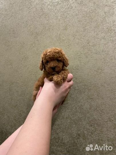 Щенки пуделя