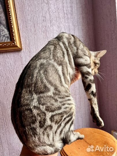 Бенгальская кошка