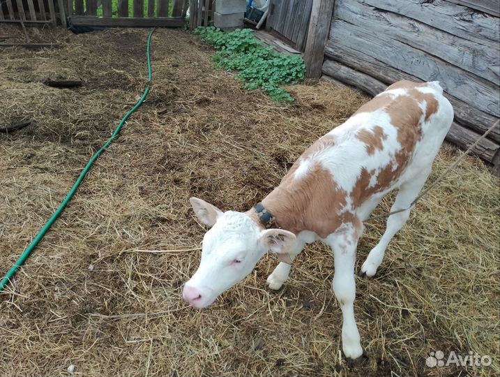 Телëнок-тëлочка