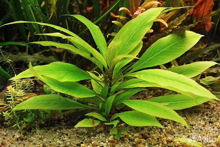 Аквариумные растения